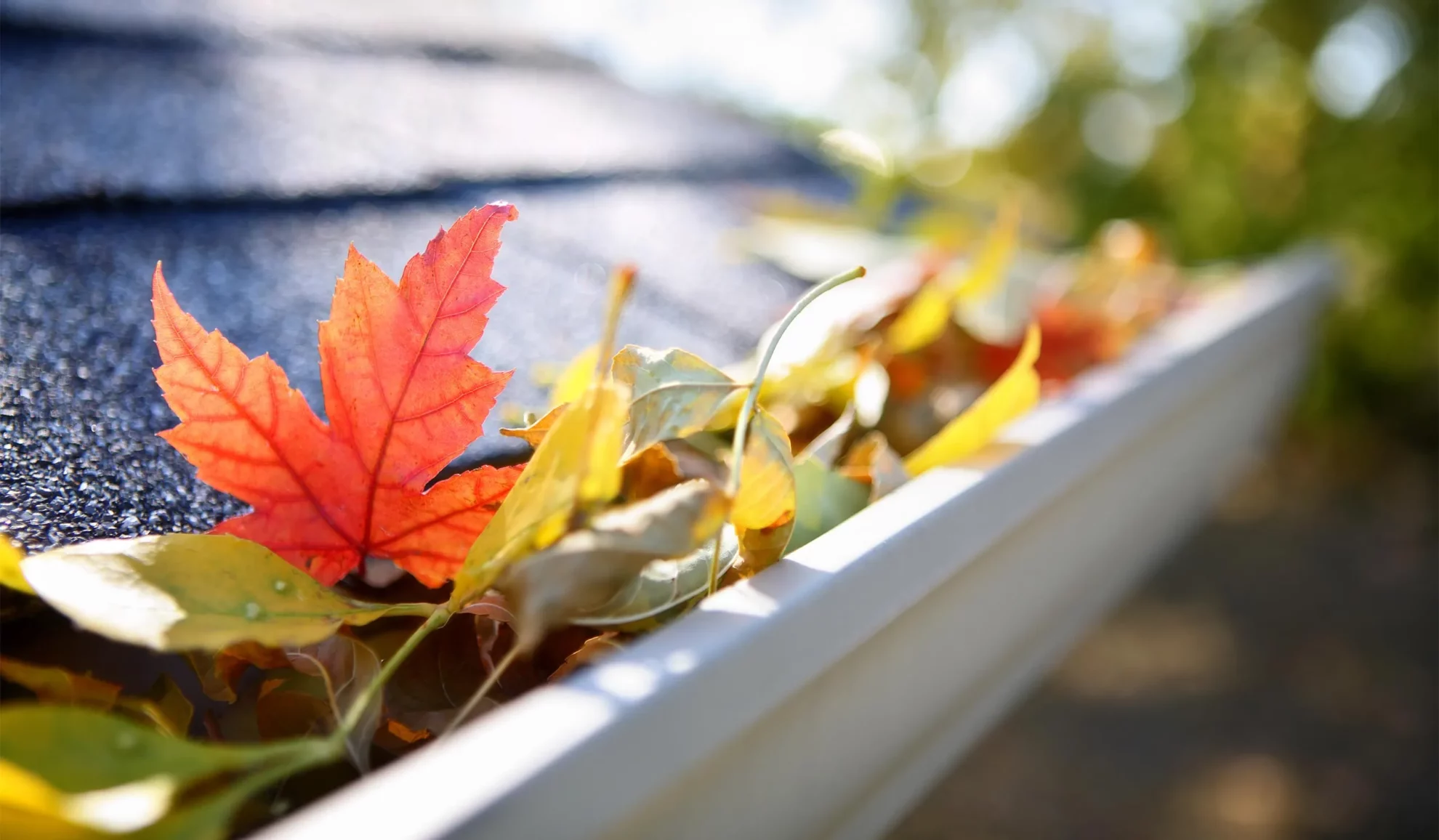 house gutter close up full of autumn leaves canton ms